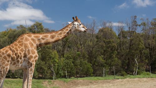 Žirafa, Werribee Zoologijos Sodas, Canon 5D Mark Iii, Melburnas, Fotografas, Nicholas Deloitte Media, Oakleigh South