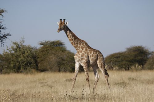 Žirafa, Laukiniai, Po, Pietų Afrika, Gyvūnai, Laukinės Gamtos Fotografija, Dykuma, Namibija, Etosha Nacionalinis Parkas