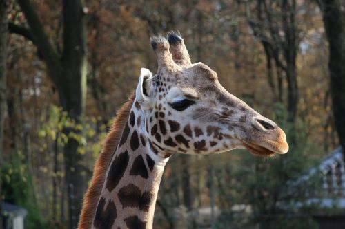 Žirafa, Gyvūnai, Zoologijos Sodas
