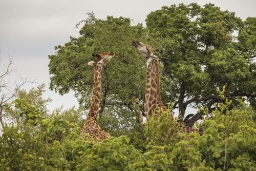 Žirafa, Laukinė Gamta, Laukiniai, Afrika, Gyvūnai, Natūralus, Buveinė, Kruger Nacionalinis Parkas, Pietų Afrika, Žaidimas