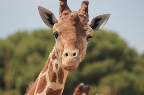Žirafa, Afrika, Savana