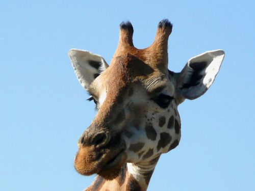 Žirafa, Kenya, Gyvūnas, Laukiniai, Laukinė Gamta, Afrika, Gamta, Nacionalinis, Parkas, Žinduolis, Rothchilds, Dykuma, Savana, Aukštas, Galva