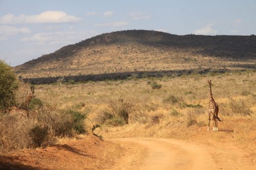 Žirafa, Kenya, Tsavo Vakarai