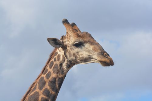 Žirafa, Kruger Nacionalinis Parkas, Safari, Laukinė Gamta