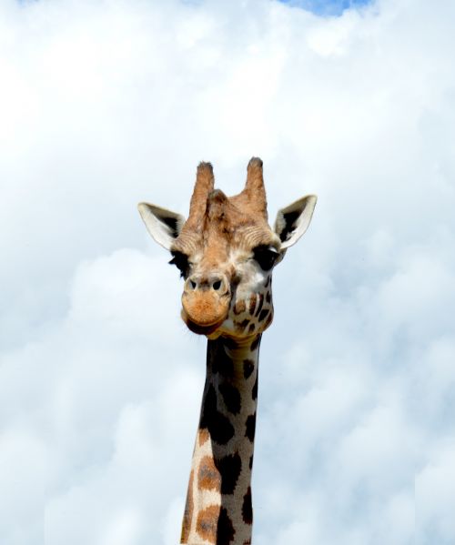 Žirafa, Gyvūnas, Zoologijos Sodas, Afrika, Gamta