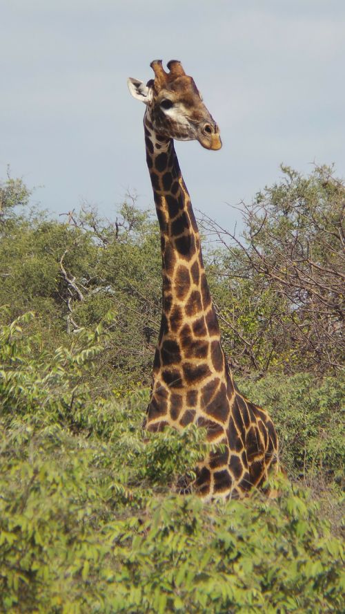 Žirafa, Safari, Afrika, Limpopo