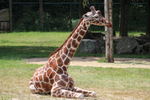 Žirafa, Žinduoliai, Gyvūnas, Fauna, Zoologijos Sodas, Niurnbergas