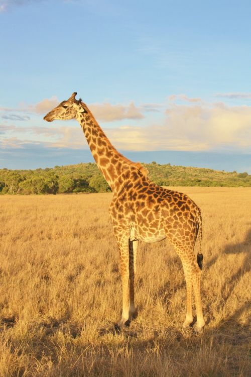Žirafa, Kenya, Gyvūnas, Laukinė Gamta, Safari