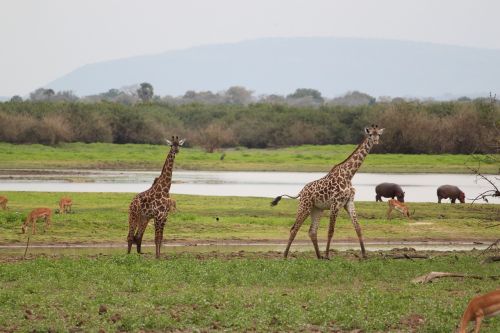 Žirafa, Afrika, Safari, Laukinė Gamta, Gyvūnas, Gamta, Kenya, Tanzanija, Dykuma
