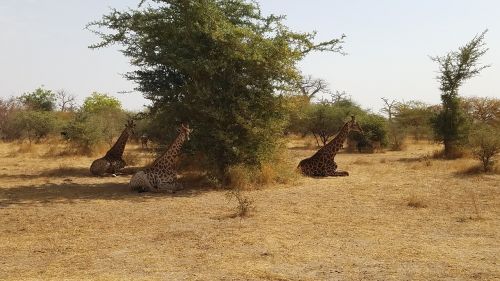 Žirafa, Safari, Afrika, Laukinė Gamta, Aukštas, Lauke, Savanna, Gyvūnas, Rezervas
