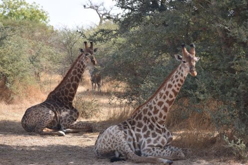 Žirafa, Afrika, Safari, Laukinė Gamta, Laukiniai, Gamta, Žinduolis, Aukštas, Savanna, Camelopardalis, Nacionalinis, Rezervas, Dykuma