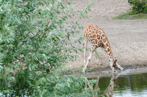 Žirafa, Laistymo Anga, Gyvūnas, Safari, Gerti, Afrika, Žinduolis
