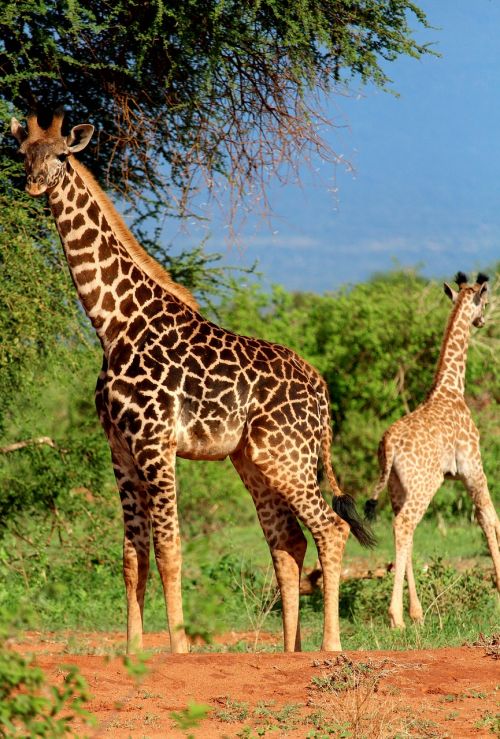 Žirafa, Afrika, Safari