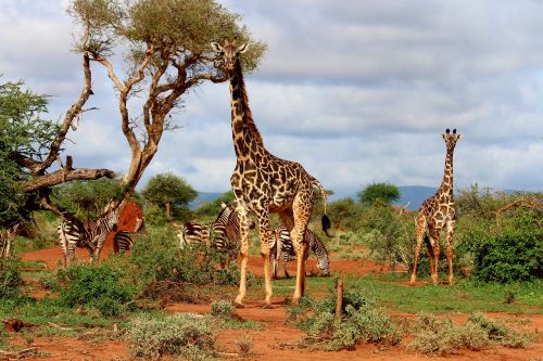 Žirafa, Afrika, Zebra