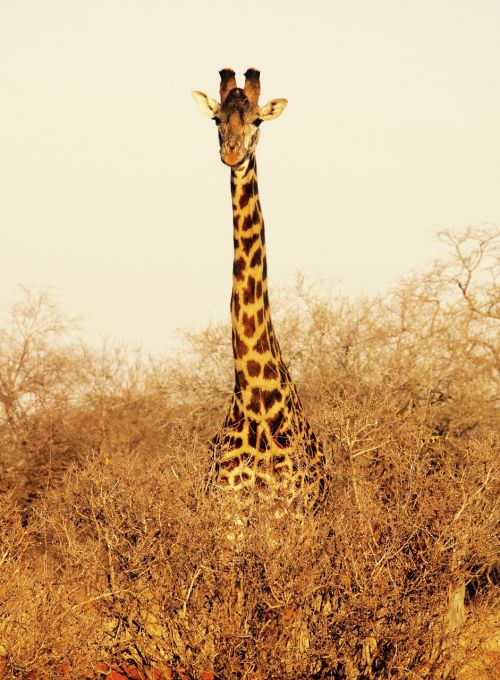 Žirafa, Kenya, Tsavo Vakarų Nacionalinis Parkas