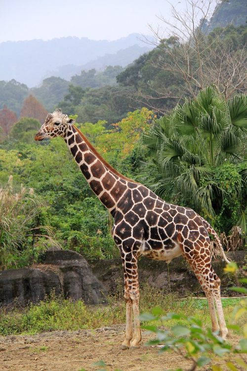 Žirafa, Vienaragis, Zoologijos Sodas, Vieta, Birūs, Aukštas, Miškas, Ąsotis, Šlapimas