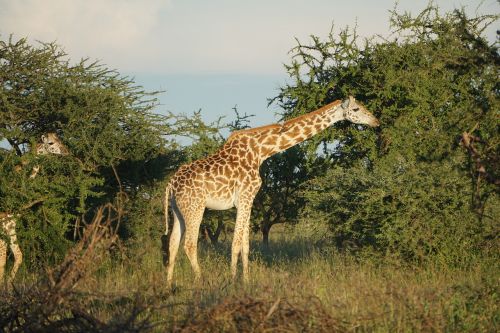 Žirafa, Savana, Afrika, Safari