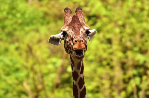 Žirafa, Laukinis Gyvūnas, Dėmės, Ilgai Jibe, Gyvūnai, Afrika, Zoologijos Sodas, Žinduolis, Galva, Gyvūnų Portretas, Gyvūnų Pasaulis, Laukinės Gamtos Fotografija, Tierpark Hellabrunn, Munich