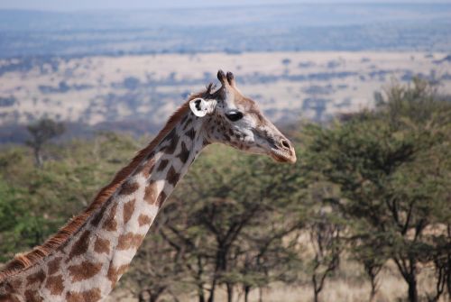 Žirafa, Afrika, Safari
