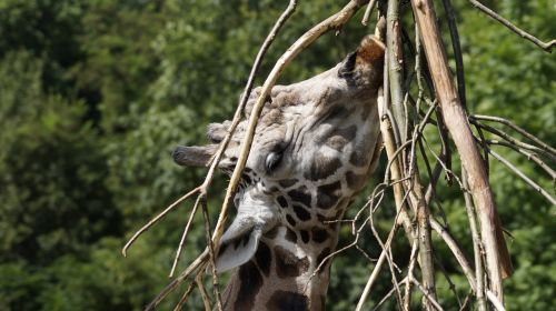 Žirafa, Zoologijos Sodas, Laukinės Gamtos Fotografija, Leipcigas