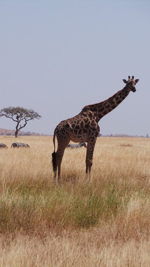 Žirafa, Afrika, Savana