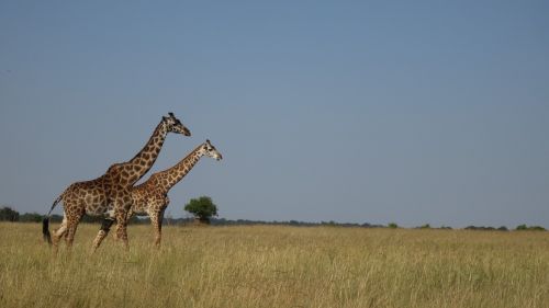 Žirafa, Afrika, Masai Mara