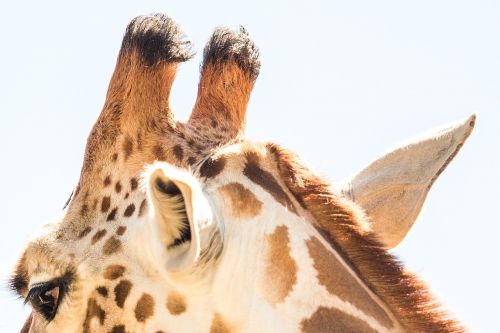 Žirafa, Gyvūnas, Zoologijos Sodas, Laukinė Gamta, Afrika, Žinduolis, Fauna