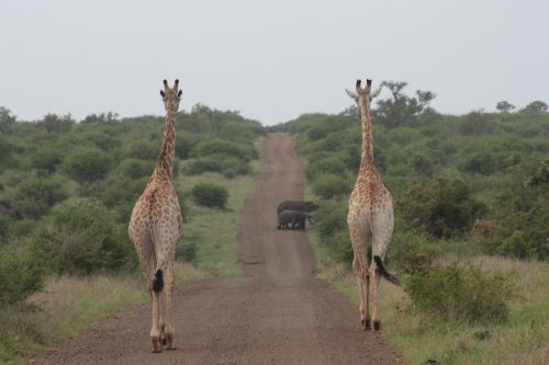 Žirafa, Dramblys, Gamta, Safari, Laukinė Gamta, Pietų Afrika, Kruger Nacionalinis Parkas
