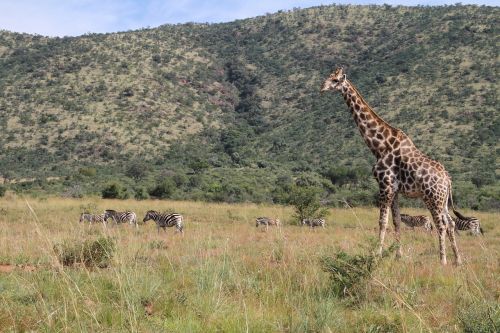 Žirafa, Pilanesbergas, Safari, Gyvūnas, Lauke, Krūmas, Afrika, Pietų Afrika, Laukiniai, Gamta, Laukinė Gamta