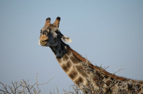 Žirafa, Anties Veidas, Gyvūnas, Safari, Gyvūnai, Afrika, Namibija, Sausra, Etosha