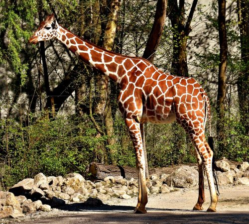 Žirafa, Zoologijos Sodas, Gyvūnas, Gyvūnų Portretas, Tierpark Hellabrunn, Munich