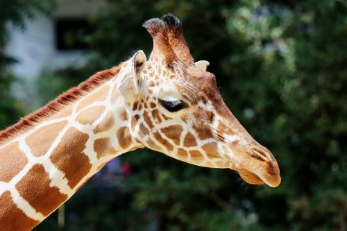 Žirafa, Zoologijos Sodas, Žinduolis, Gyvūnas, Galva, Laukinės Gamtos Fotografija, Afrika