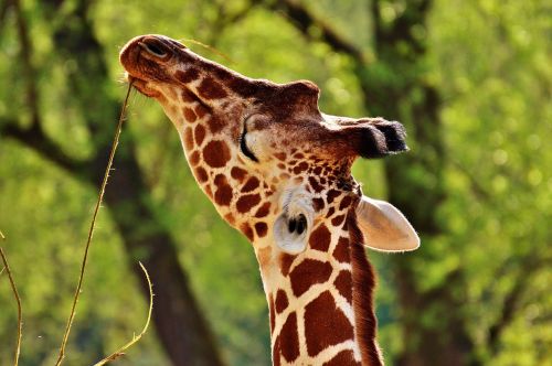 Žirafa, Laukinis Gyvūnas, Dėmės, Ilgai Jibe, Gyvūnai, Afrika, Zoologijos Sodas, Žinduolis, Galva, Gyvūnų Portretas, Gyvūnų Pasaulis, Laukinės Gamtos Fotografija, Tierpark Hellabrunn, Munich