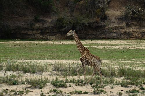 Žirafa, Afrika, Safari, Gyvūnas, Nacionalinis Parkas, Žinduolis, Dykuma, Laukinis Gyvūnas, Pietų Afrika, Gamta, Dideli Gyvūnai, Vaziuojantys Žirafai
