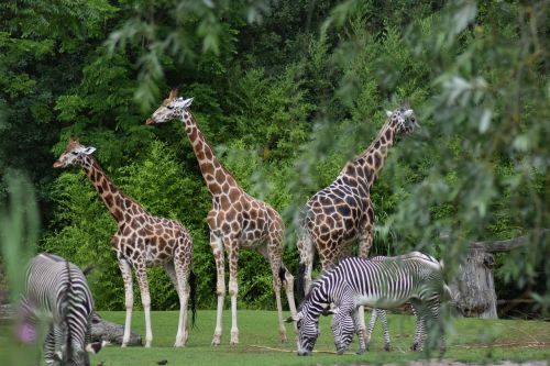 Žirafa, Zoologijos Sodas, Uždaryti, Pastebėtas, Laukinės Gamtos Fotografija, Safari, Laukinis Gyvūnas, Zebra, Gyvūnai