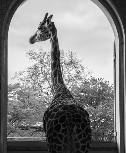 Žirafa, Londonas Zoologijos Sodas, Gyvūnas, Anglija