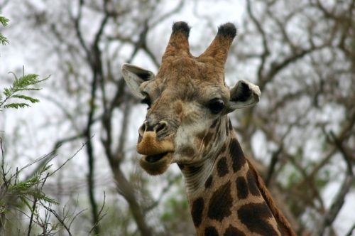 Žirafa, Safari, Pietų Afrika