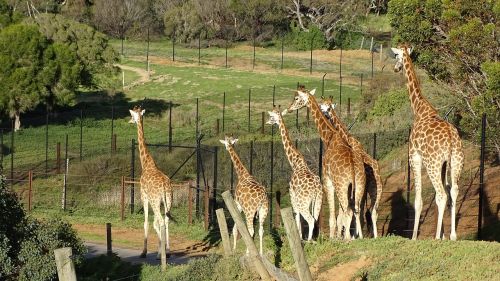 Žirafa, Žinduolis, Savanna, Laukinė Gamta, Afrikos, Safari, Zoologijos Sodas, Gyvūnas, Dėmės, Ilgai, Werribee Zoologijos Sodas, Melburnas