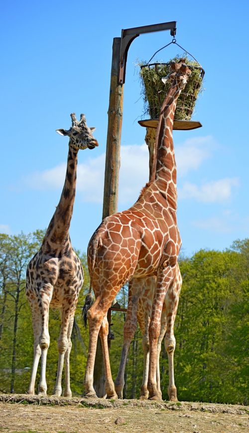 Žirafa, Gamta, Zoologijos Sodas