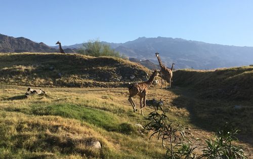Žirafa, Saulėlydis, Gamta, Safari