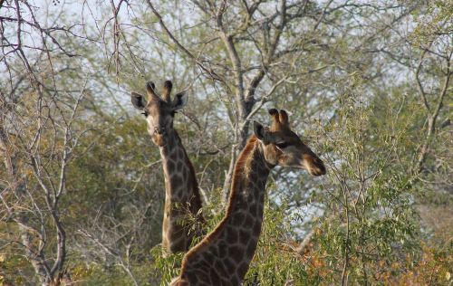 Žirafa, Afrika, Safari, Pora