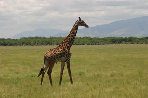 Žirafa, Tanzanija, Afrika, Safari, Savana, Žinduolis, Laukinė Gamta