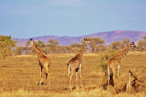 Žirafa, Gamta, Safari, Afrika, Serengeti, Gamtos Serengetis, Tanzanija, Žolėdis, Afrikos, Laukiniai, Laukinė Gamta, Gyvūnas