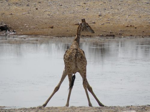 Žirafa, Namibija, Kelionė