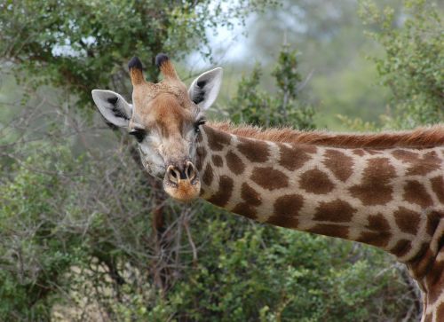 Žirafa, Safari, Gamta, Gyvūnas, Galva, Kaklas