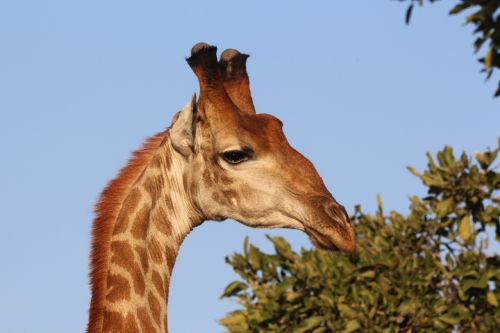 Žirafa, Afrika, Kruger, Laukiniai, Laukinė Gamta, Gyvūnas, Safari, Kaklas