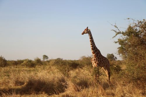 Žirafa, Laukinė Gamta, Safari, Afrika, Gyvūnas, Gamta, Laukiniai