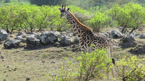 Žirafa, Nacionalinis Parkas, Tanzanija