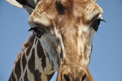 Žirafa, Gyvūnai, Zoologijos Sodas, Serengeti, Safari, Didelis Žaidimas, Galva
