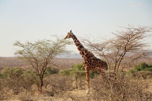 Žirafa, Safari, Gyvūnas, Laukiniai, Laukinė Gamta, Afrika, Gamta, Savanna